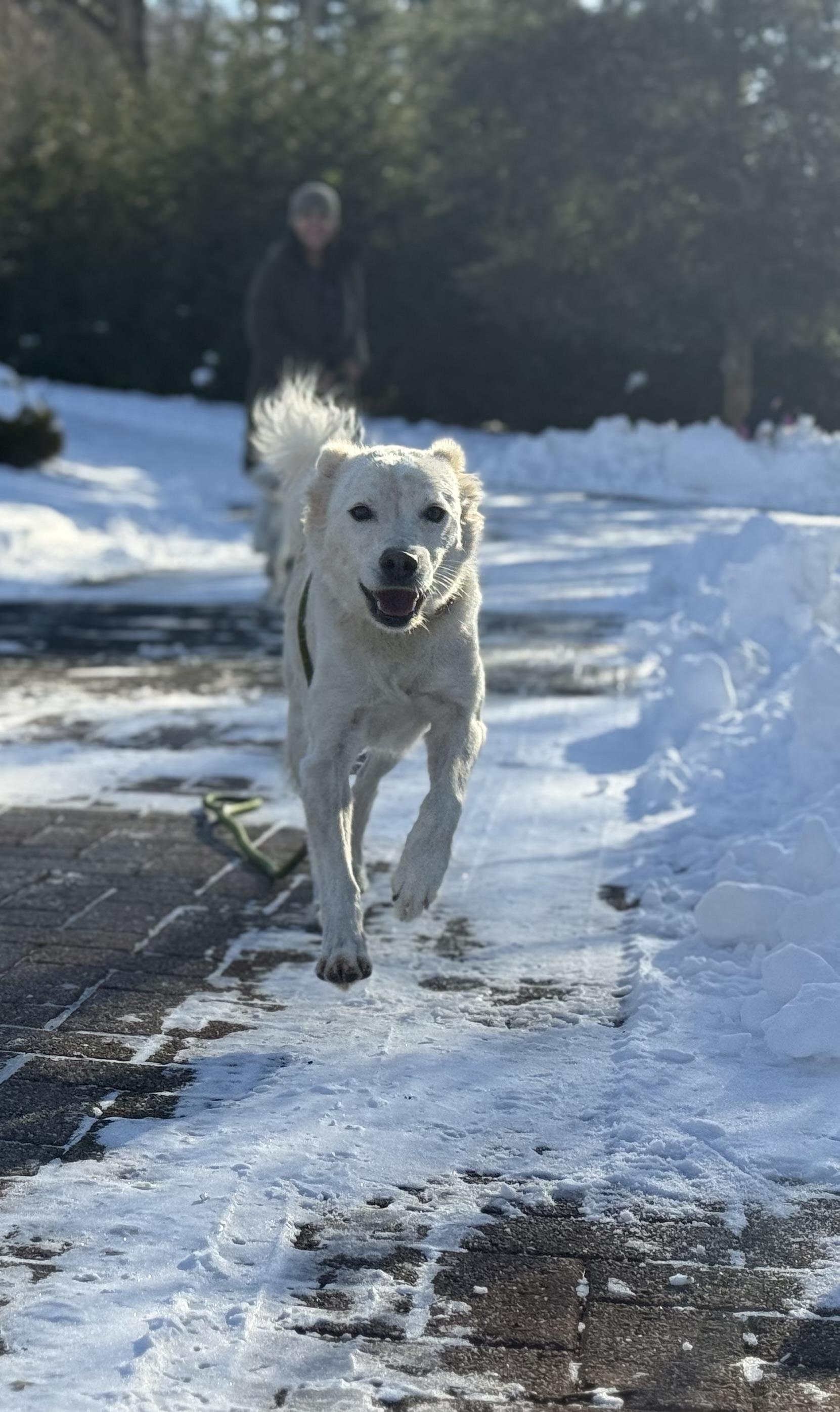 Enlarge Sol , a ADOPTABLE mixed breed in Mendham, NJ image 5/5