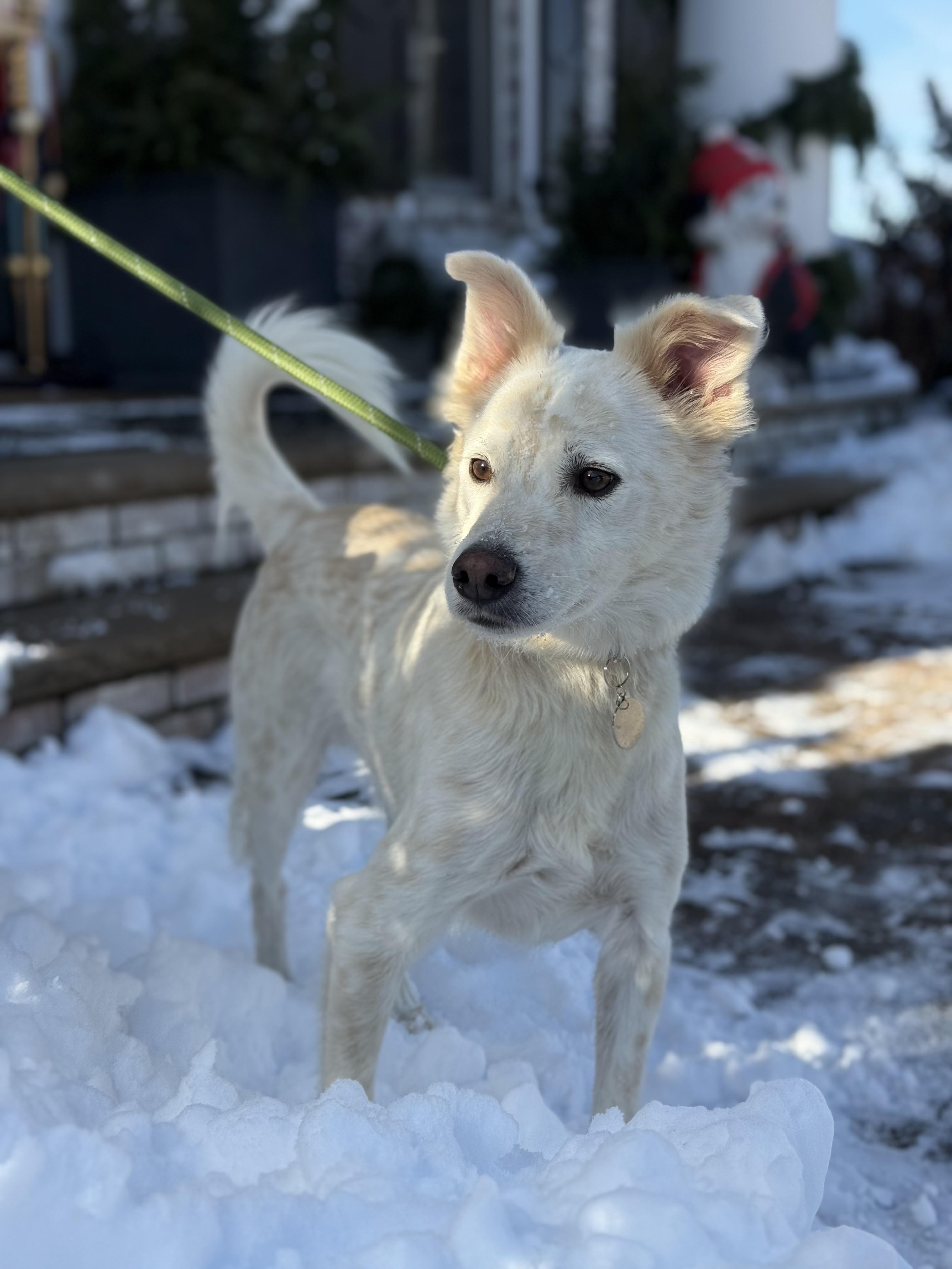 Enlarge Sol , a ADOPTABLE mixed breed in Mendham, NJ image 2/5