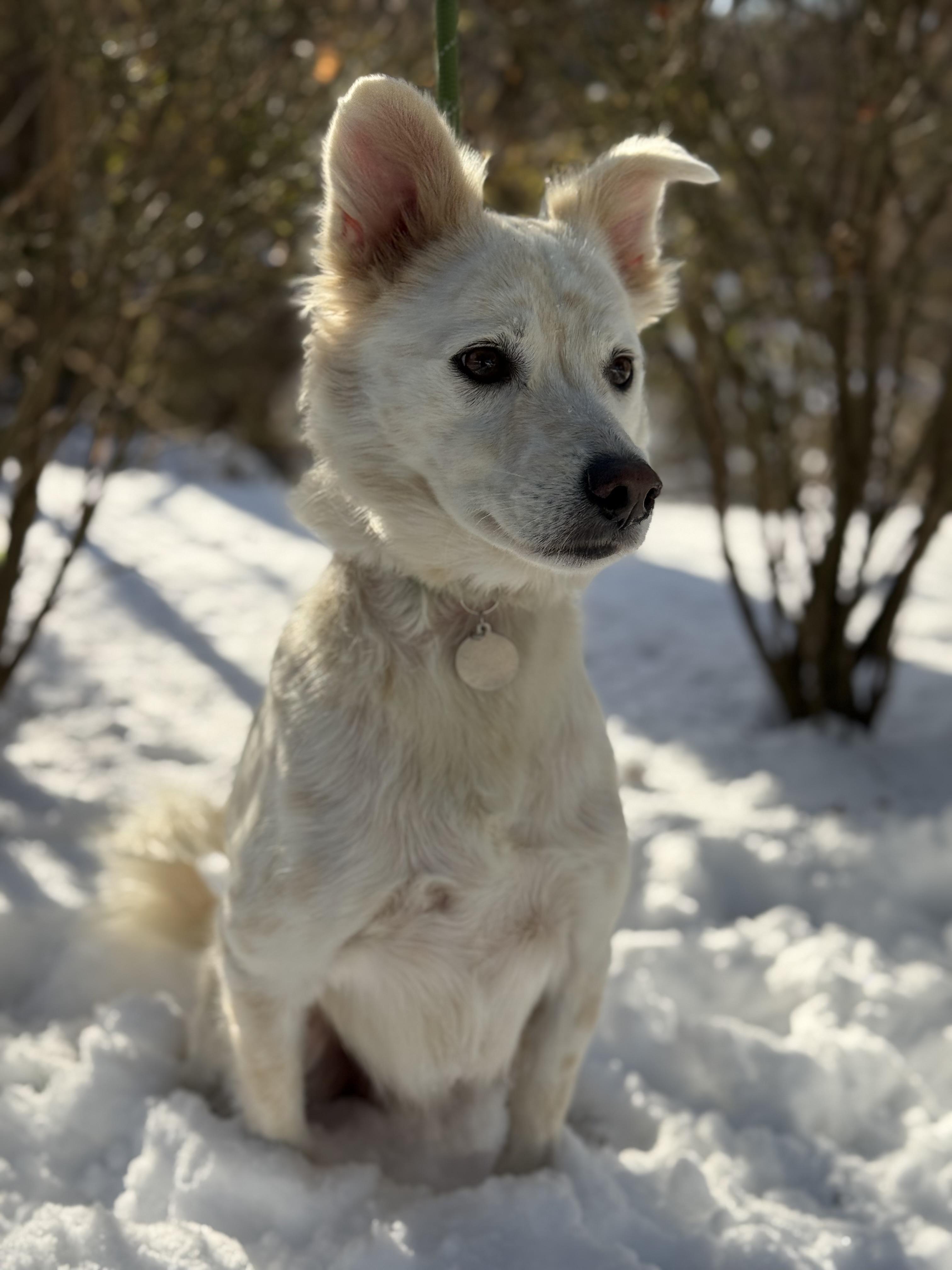 Enlarge Sol , a ADOPTABLE mixed breed in Mendham, NJ image 3/5