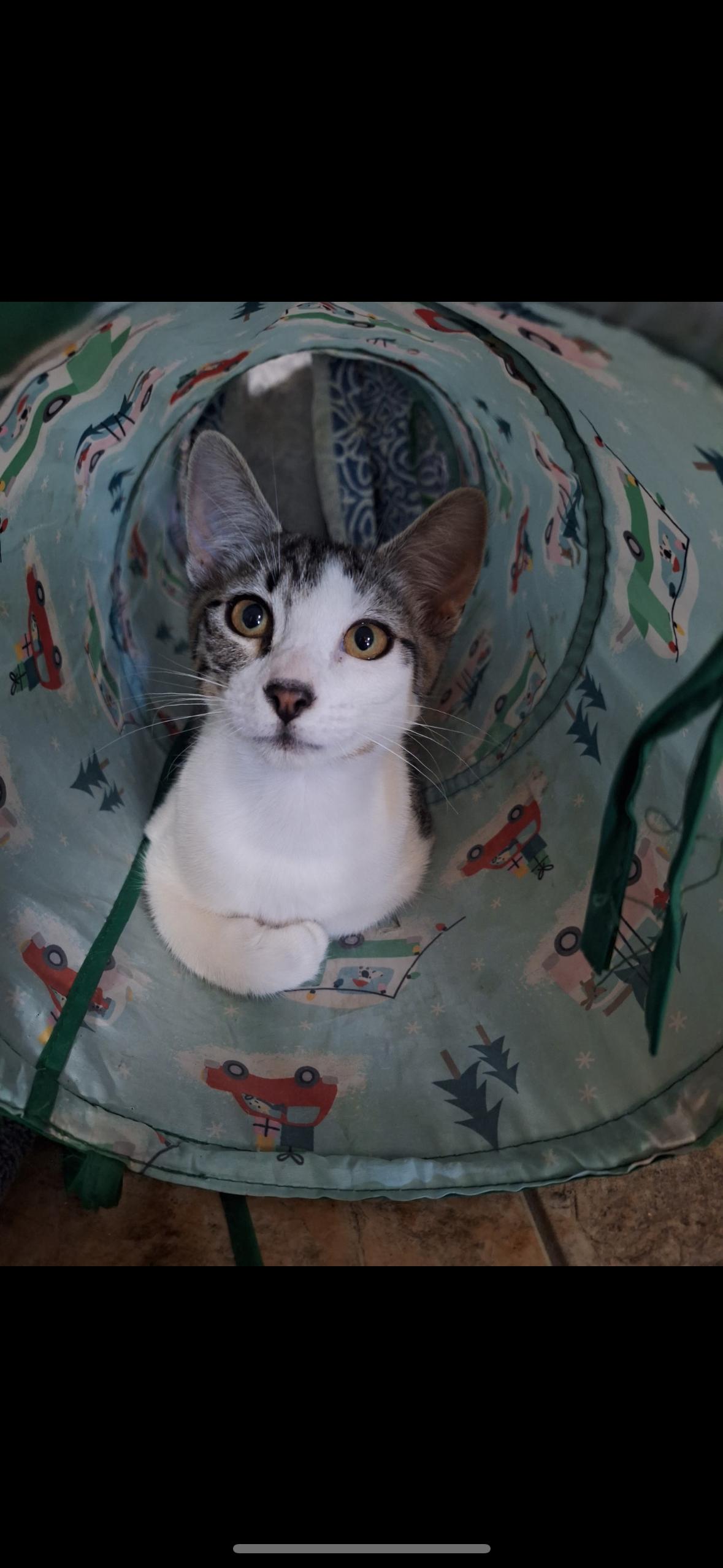 Enlarge Sparky, a Adoptable Domestic Short Hair in Missoula, MT image 1/2