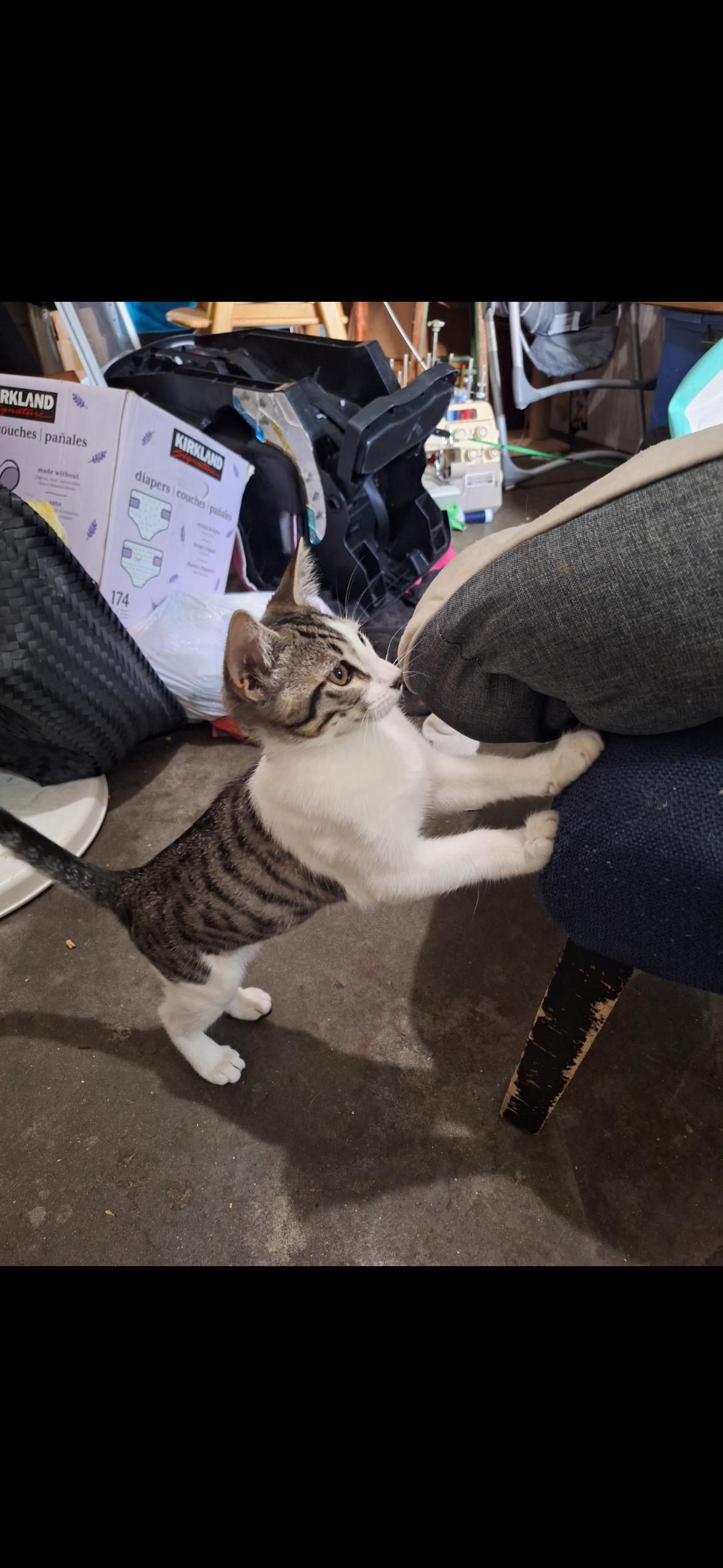 Sparky, Adoptable, Young Male Domestic Short Hair.