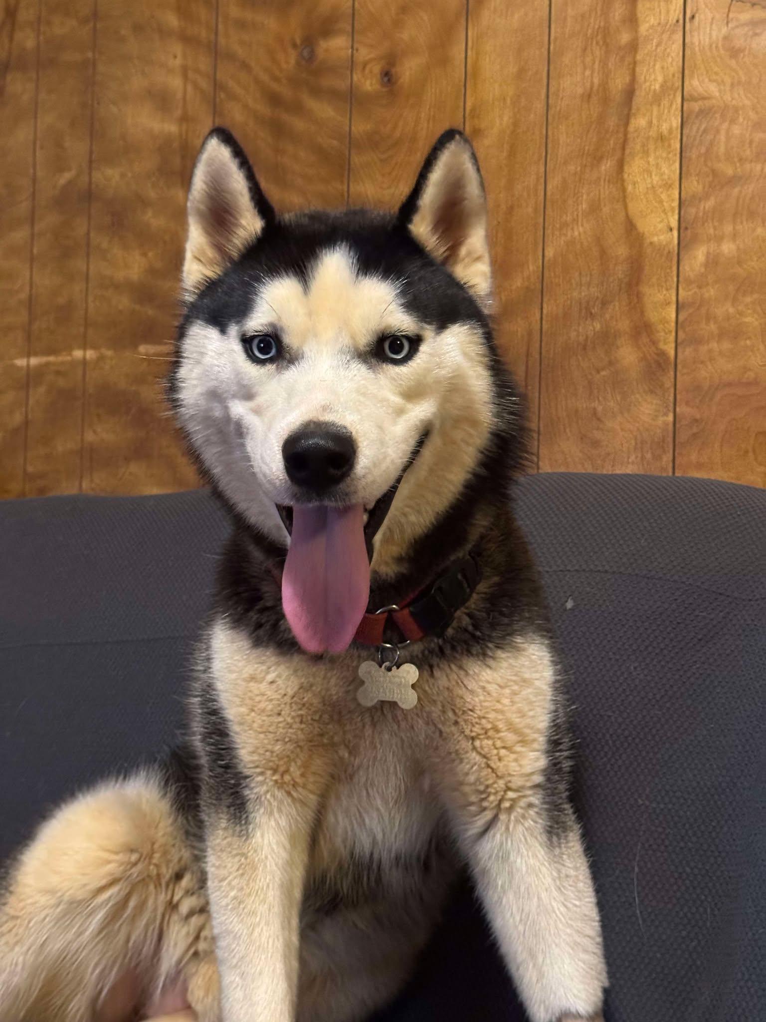 Forest, Adoptable, Puppy Male Siberian Husky.