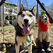 Enlarge Forest, a Adoptable Siberian Husky in Randleman, NC image 2/4