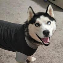 Enlarge Forest, a Adoptable Siberian Husky in Randleman, NC image 3/4