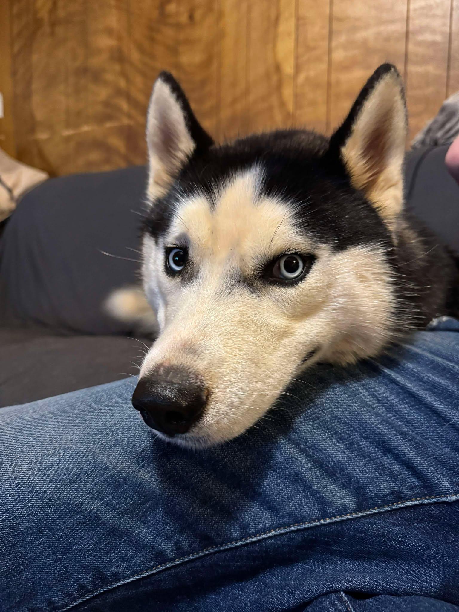 Enlarge Forest, a Adoptable Siberian Husky in Randleman, NC image 4/4