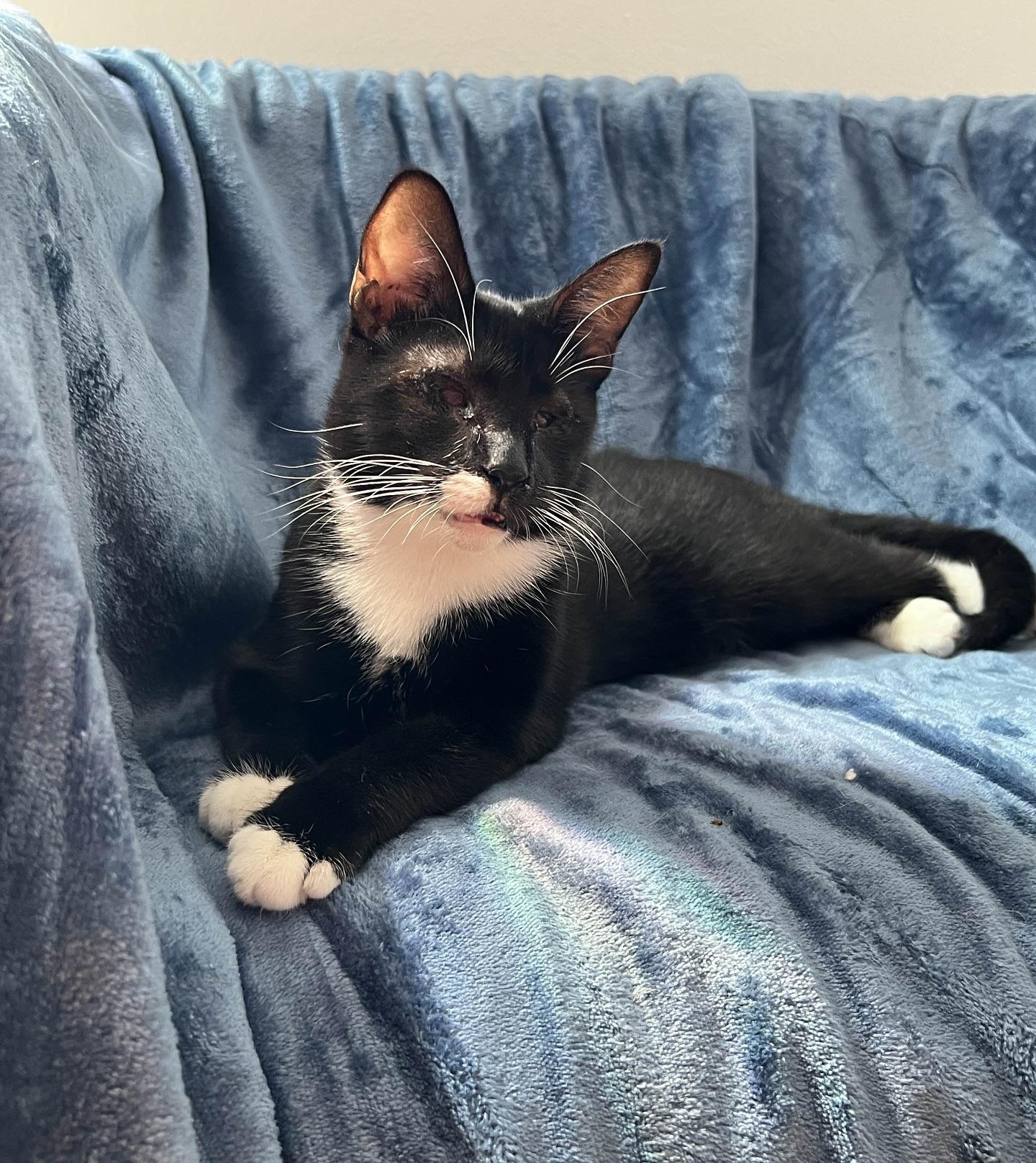 Besita, Adoptable, Young Female Domestic Short Hair.