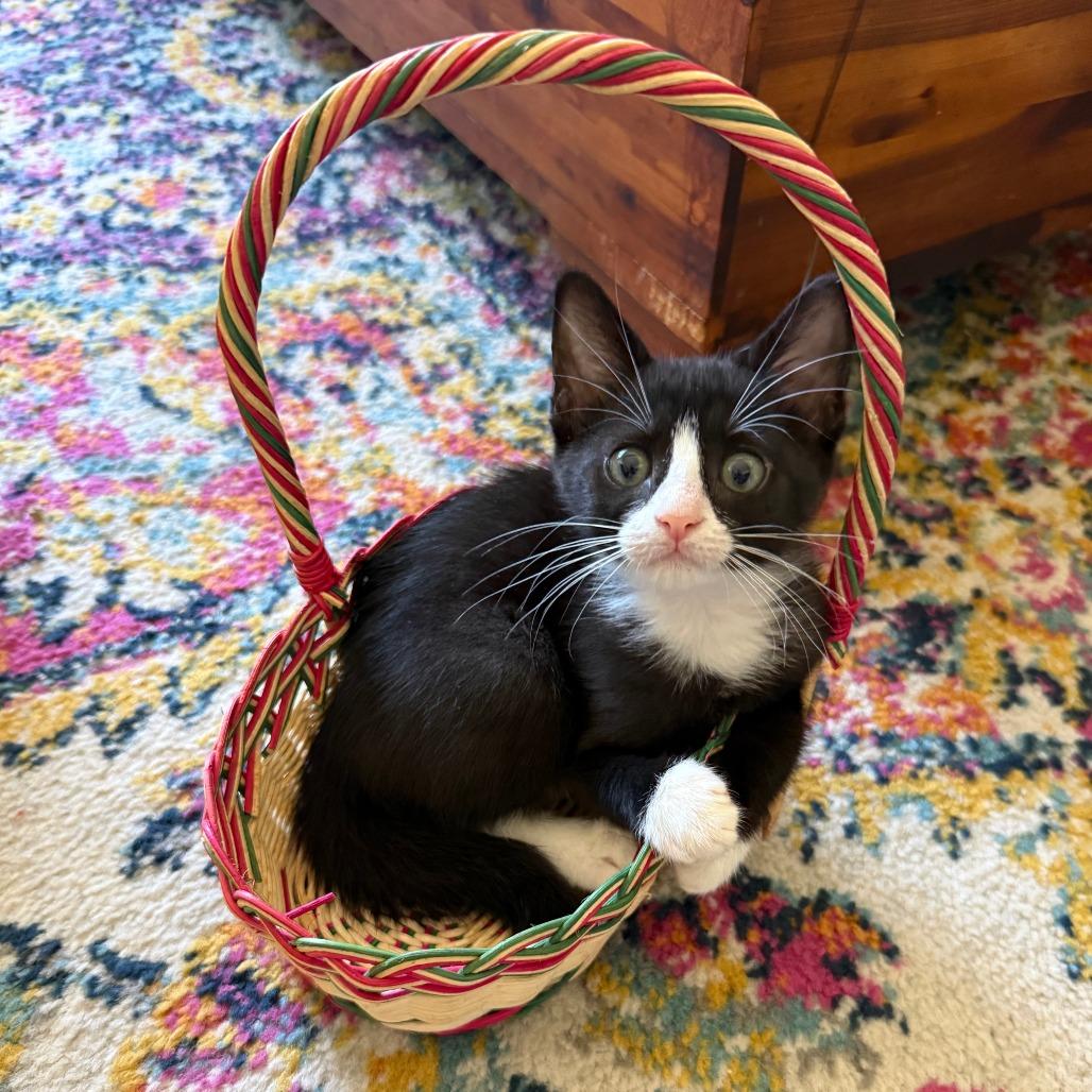 Waffles, a Adoptable Domestic Short Hair in Parkland, FL image 3/4