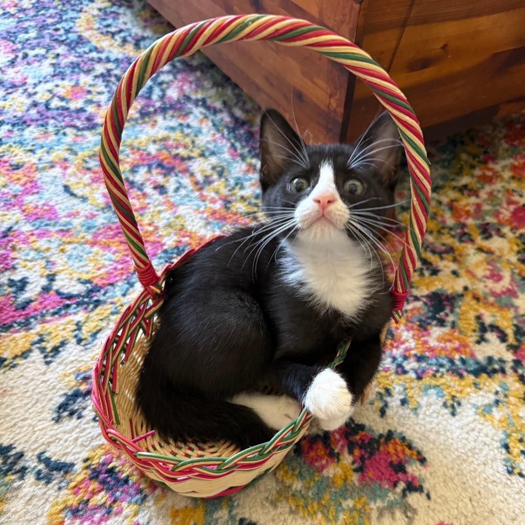 Waffles, Adoptable, Young Female Domestic Short Hair.