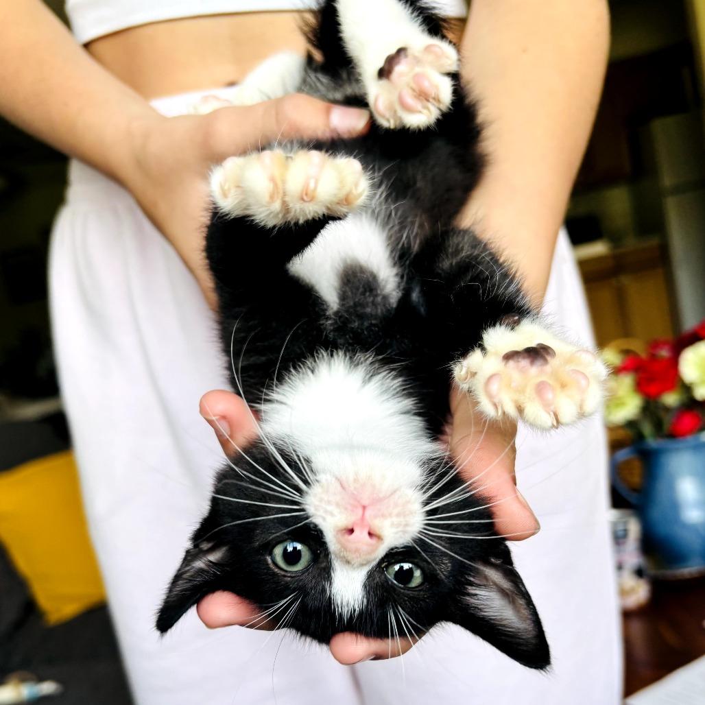 Waffles, a Adoptable Domestic Short Hair in Parkland, FL image 2/4