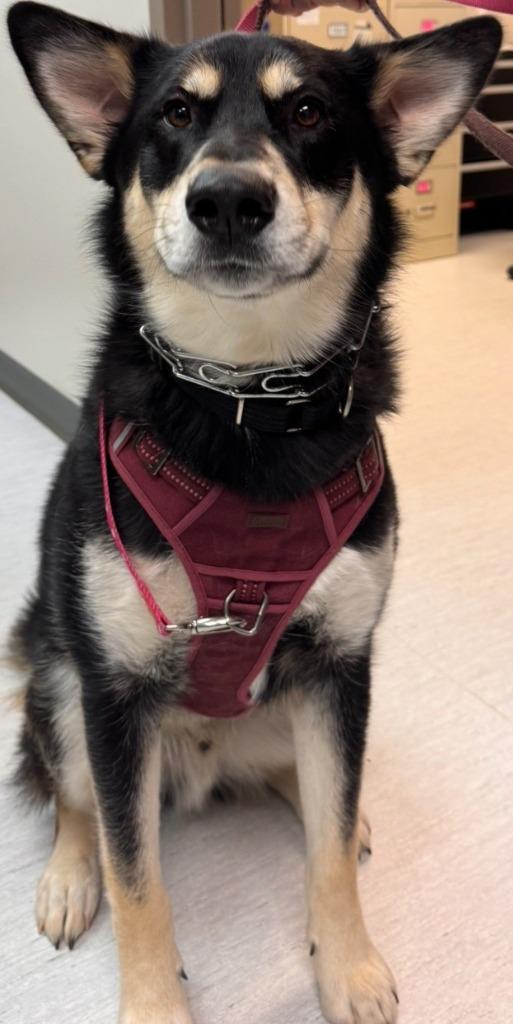 Enlarge Eddie, a Adoptable Husky in Kenai, AK image 1/1
