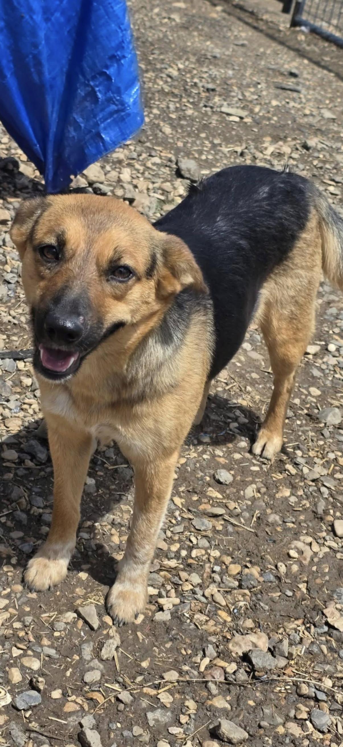Willow, adopted, Adult Female German Shepherd Dog & Australian Cattle Dog / Blue Heeler.