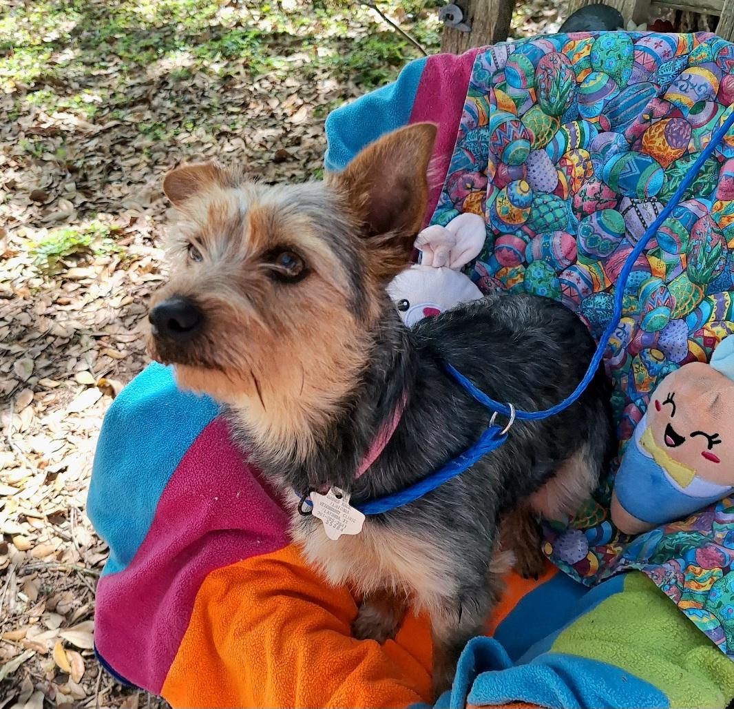 Enlarge Taquila WA14293-T  LOCAL Adoption Event in Bellevue 3/22, an adopted mixed breed in Bellevue, WA image 3/5