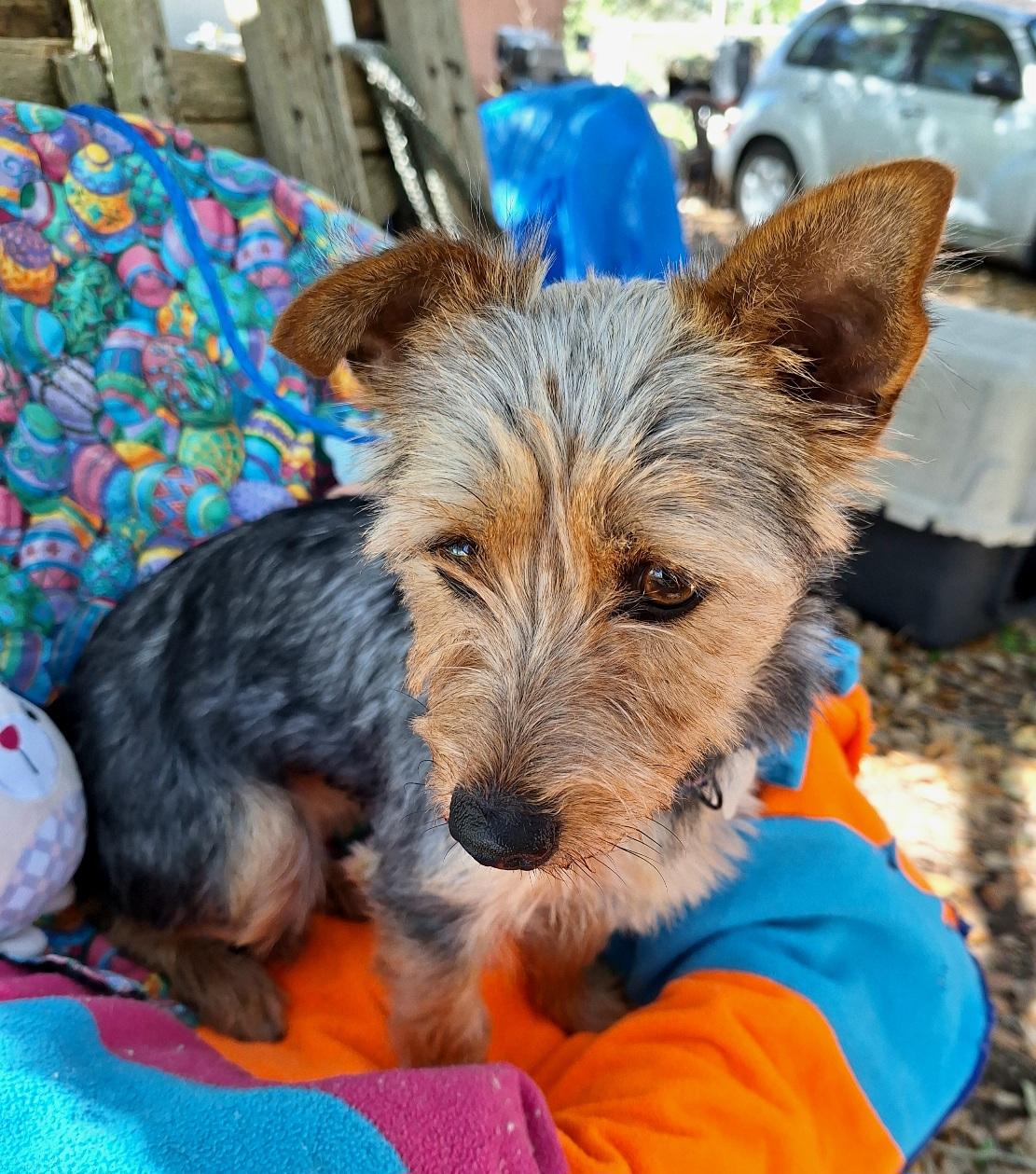 Enlarge Taquila WA14293-T  LOCAL Adoption Event in Bellevue 3/22, an adopted mixed breed in Bellevue, WA image 1/5