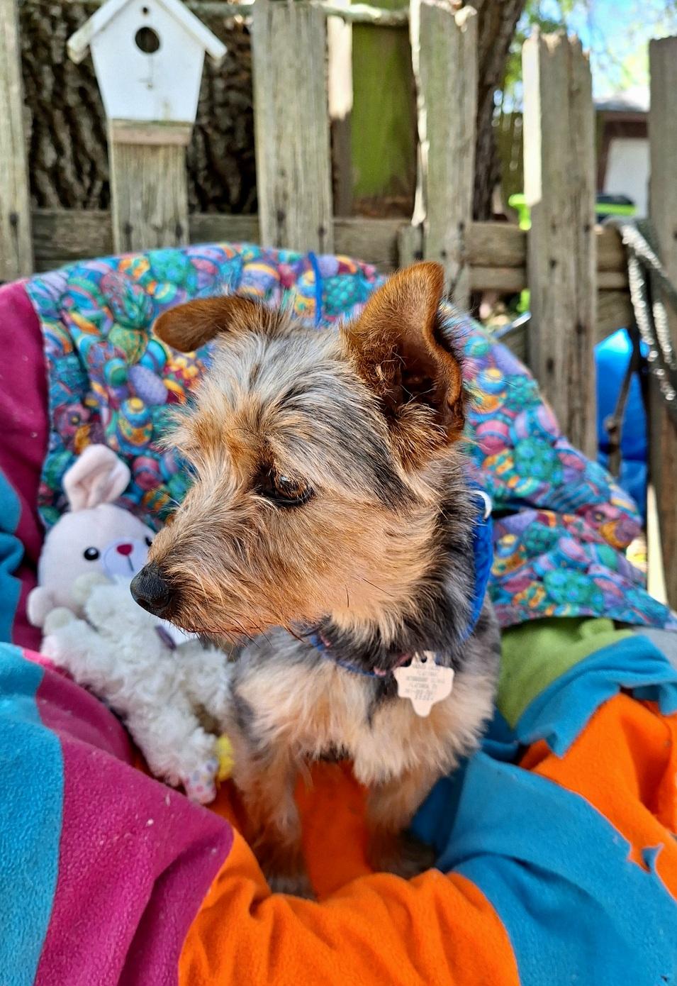 Enlarge Taquila WA14293-T  LOCAL Adoption Event in Bellevue 3/22, an adopted mixed breed in Bellevue, WA image 2/5