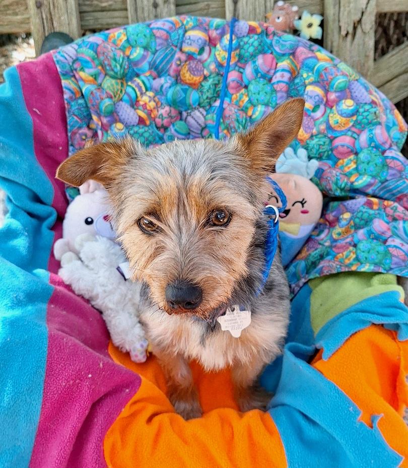 Enlarge Taquila WA14293-T  LOCAL Adoption Event in Bellevue 3/22, an adopted mixed breed in Bellevue, WA image 5/5