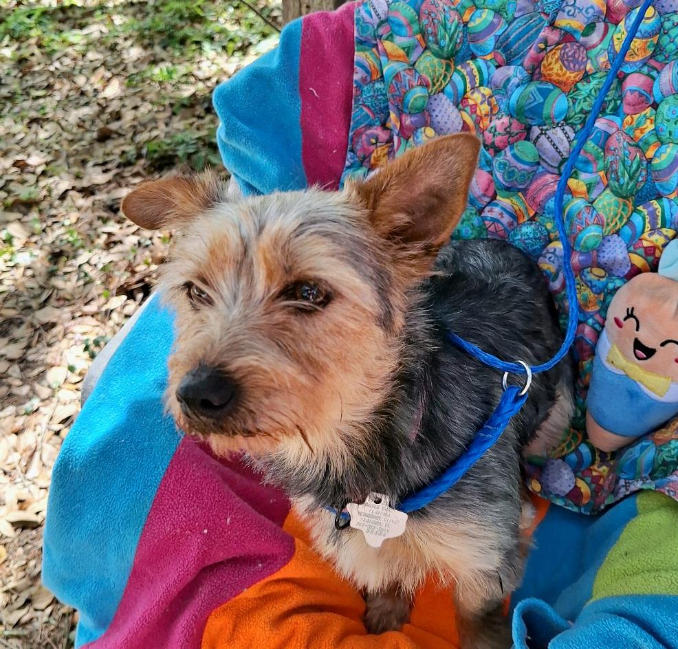 Enlarge Taquila WA14293-T  LOCAL Adoption Event in Bellevue 3/22, an adopted mixed breed in Bellevue, WA image 4/5