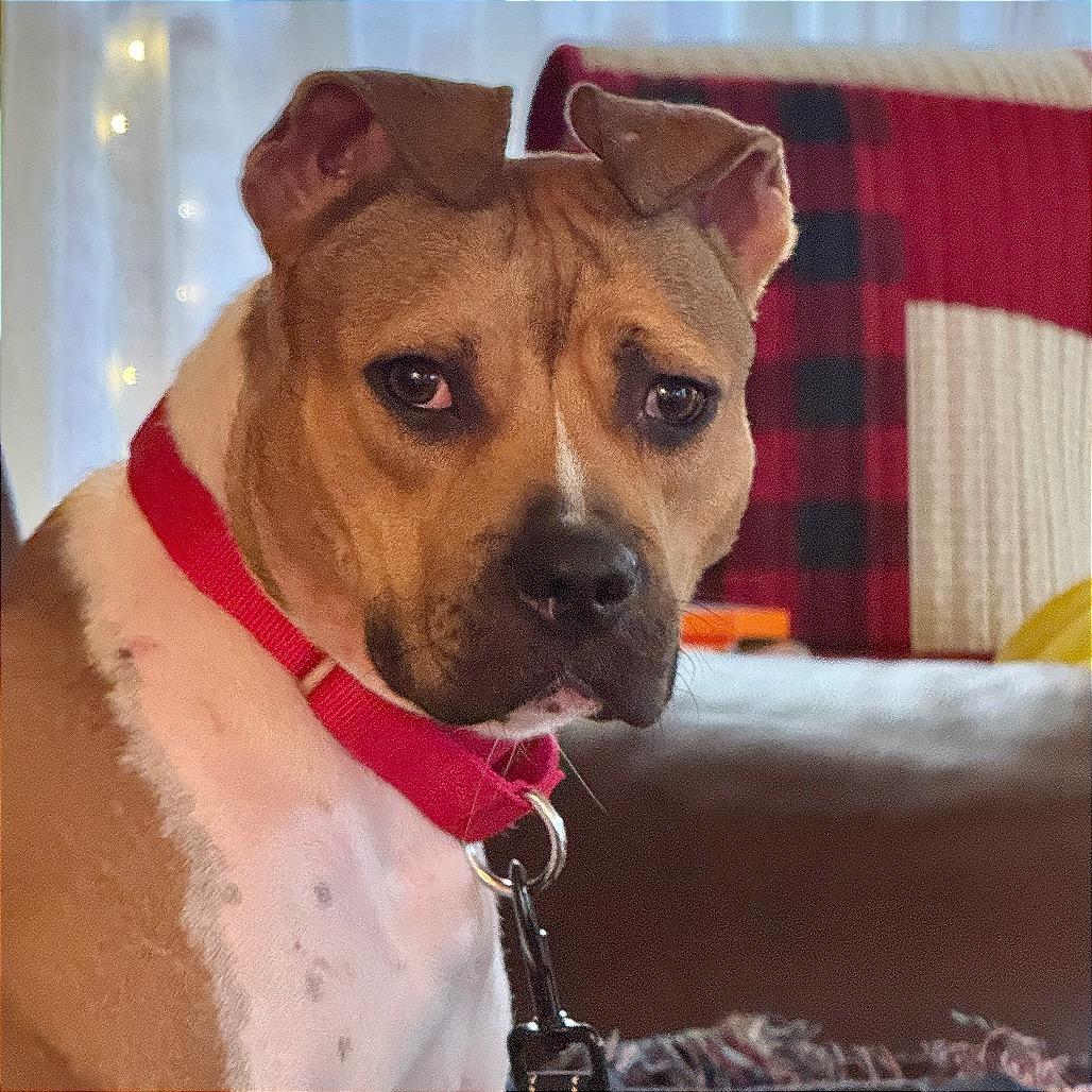 Lolita — thumbnail 2