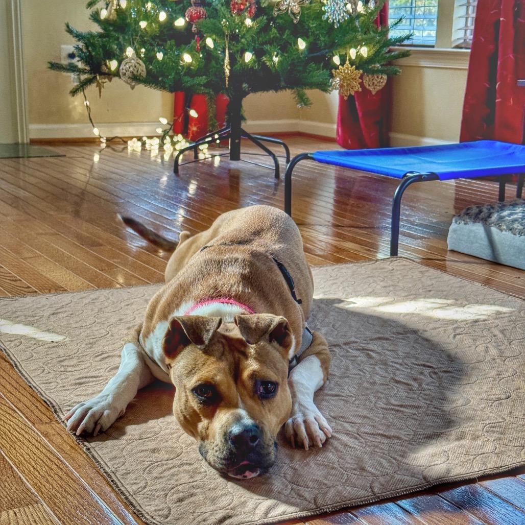 Lolita — thumbnail 3