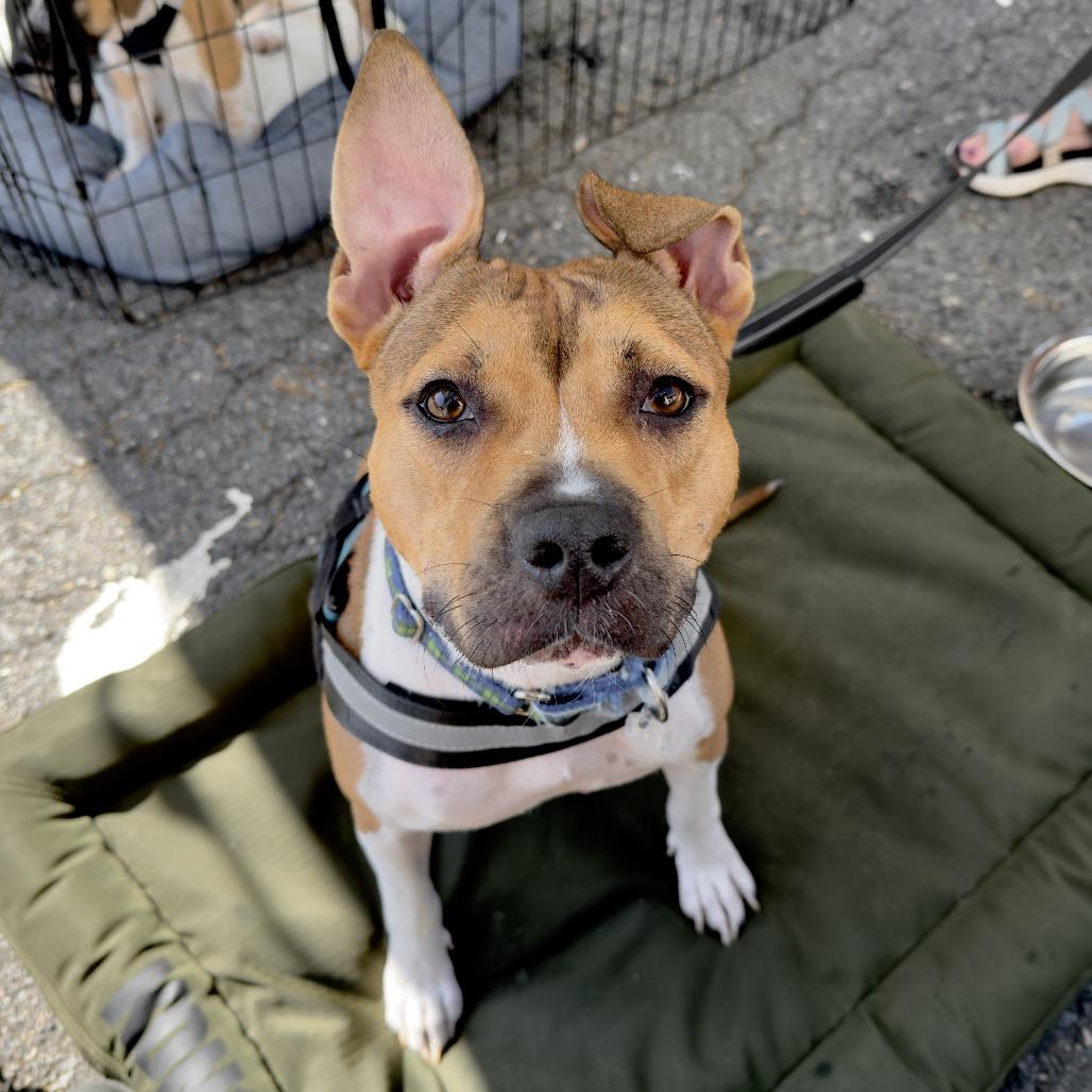 Lolita — thumbnail 4