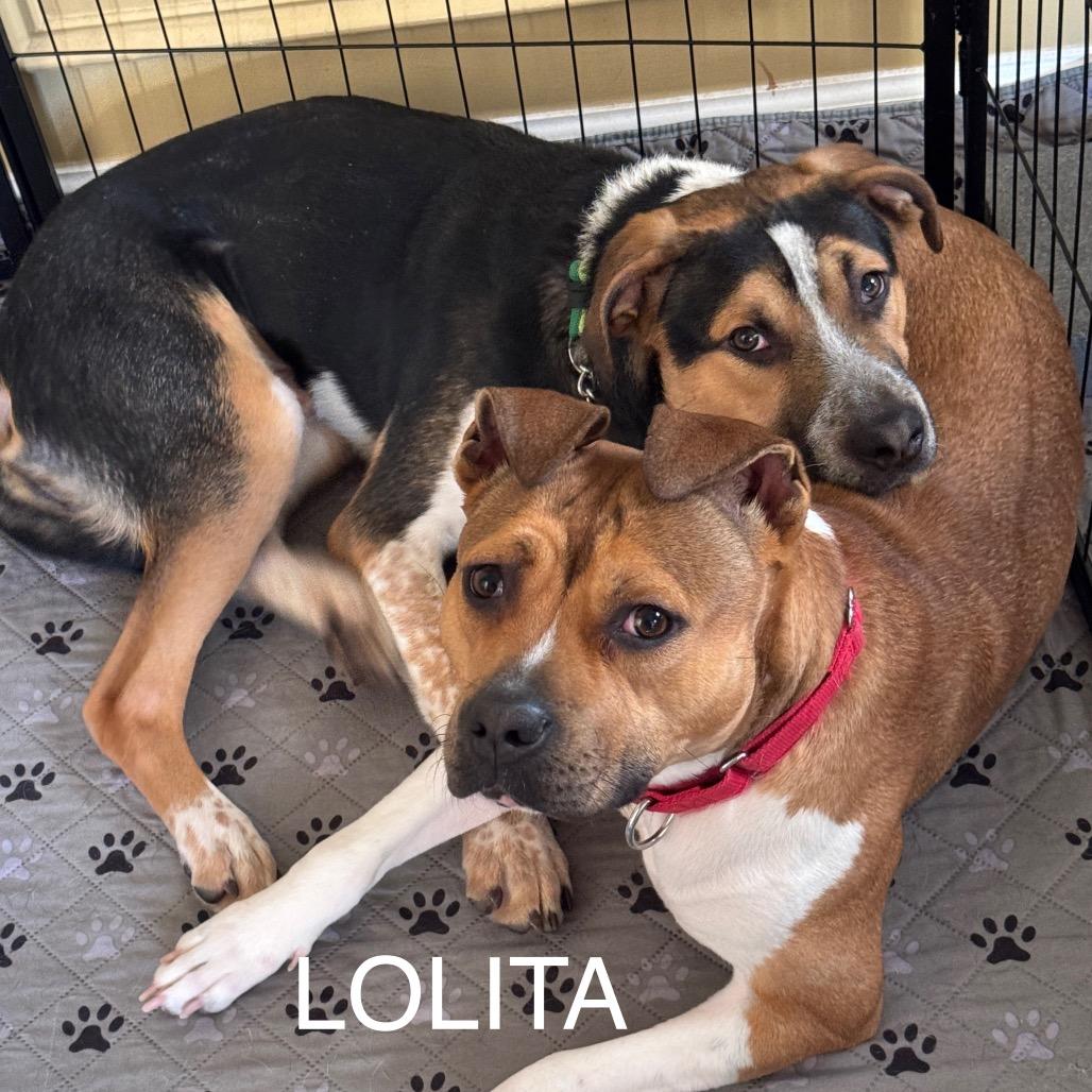 Lolita — thumbnail 5