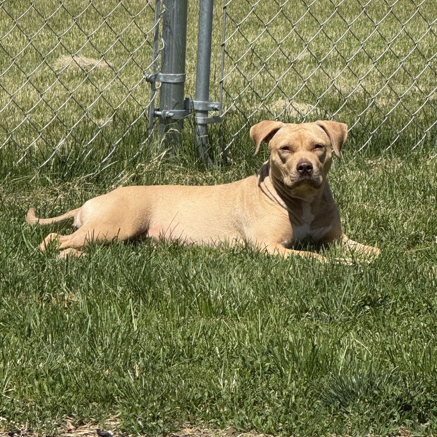 Holly, ADOPTABLE, Young Female Pit Bull Terrier.