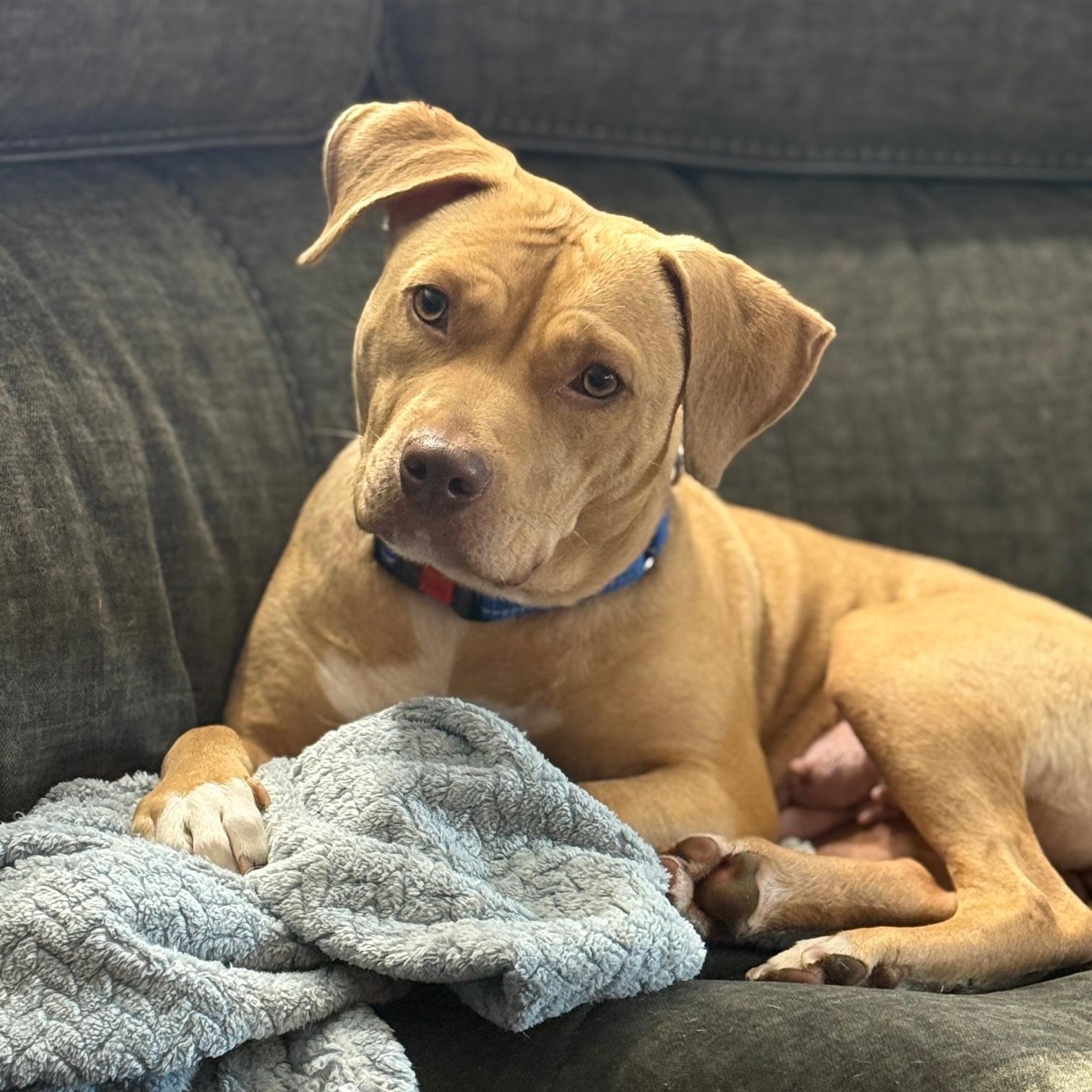 Holly, ADOPTABLE, Young Female Pit Bull Terrier.