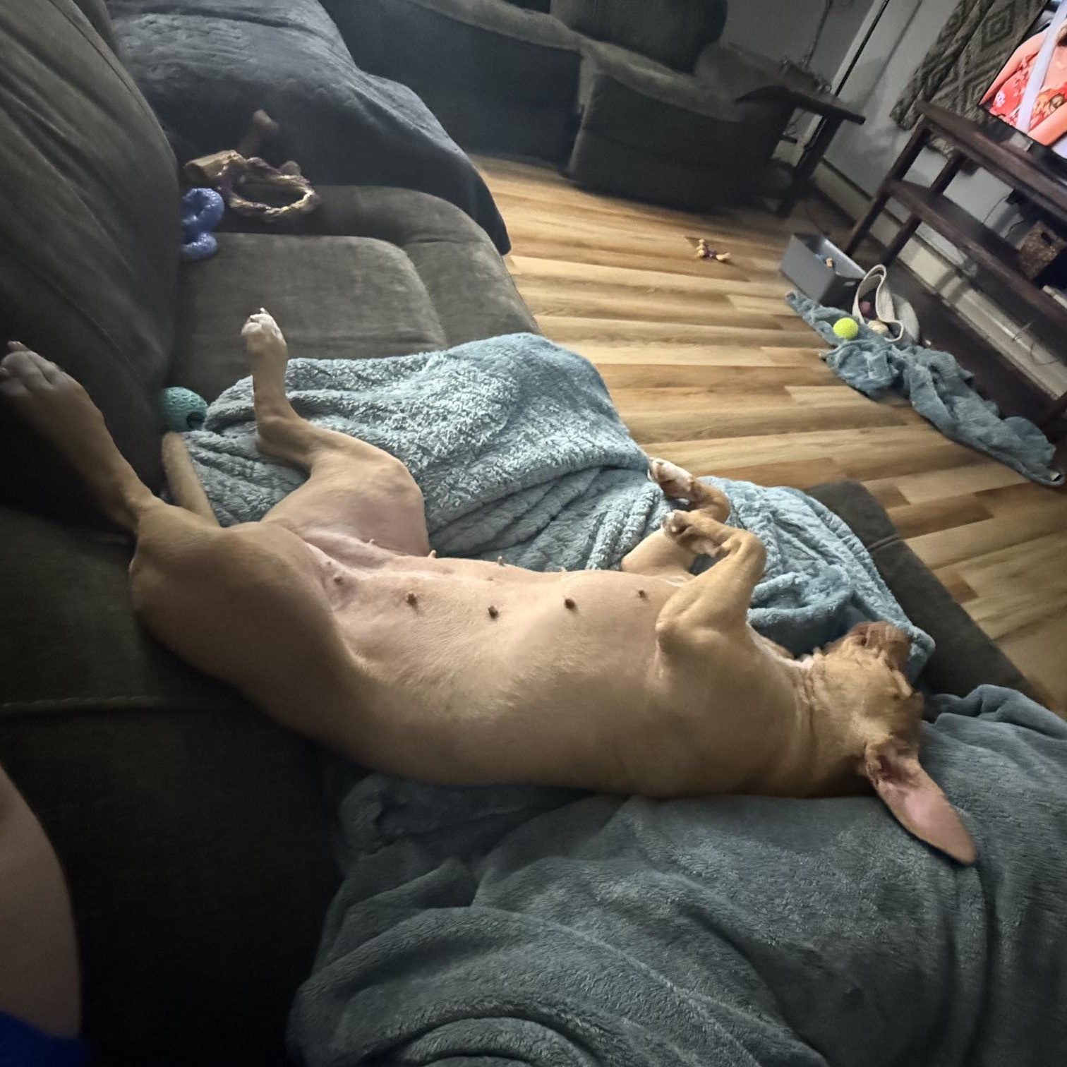 Enlarge Holly, a ADOPTABLE Pit Bull Terrier in Westchester, IL image 3/6
