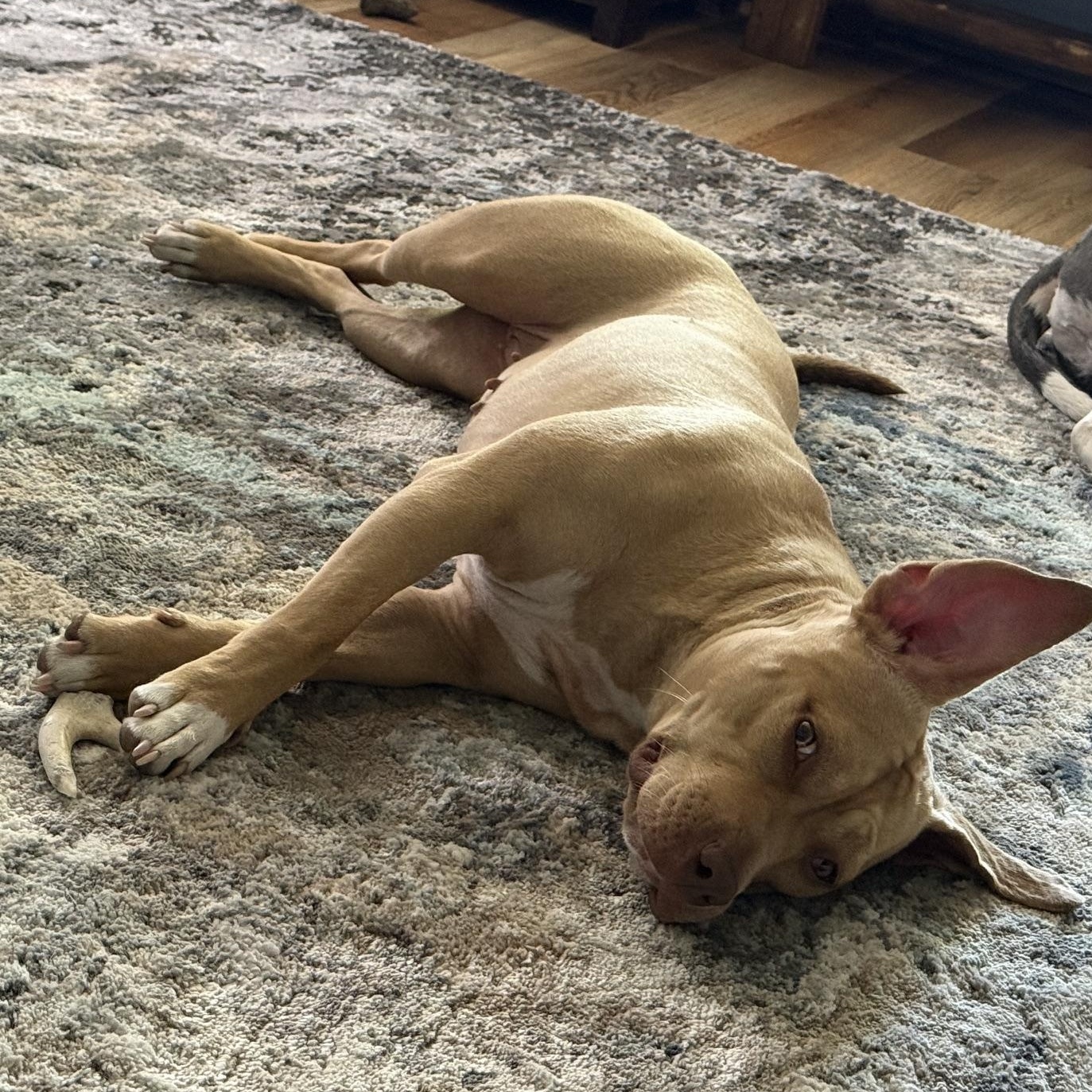 Enlarge Holly, a ADOPTABLE Pit Bull Terrier in Westchester, IL image 6/6