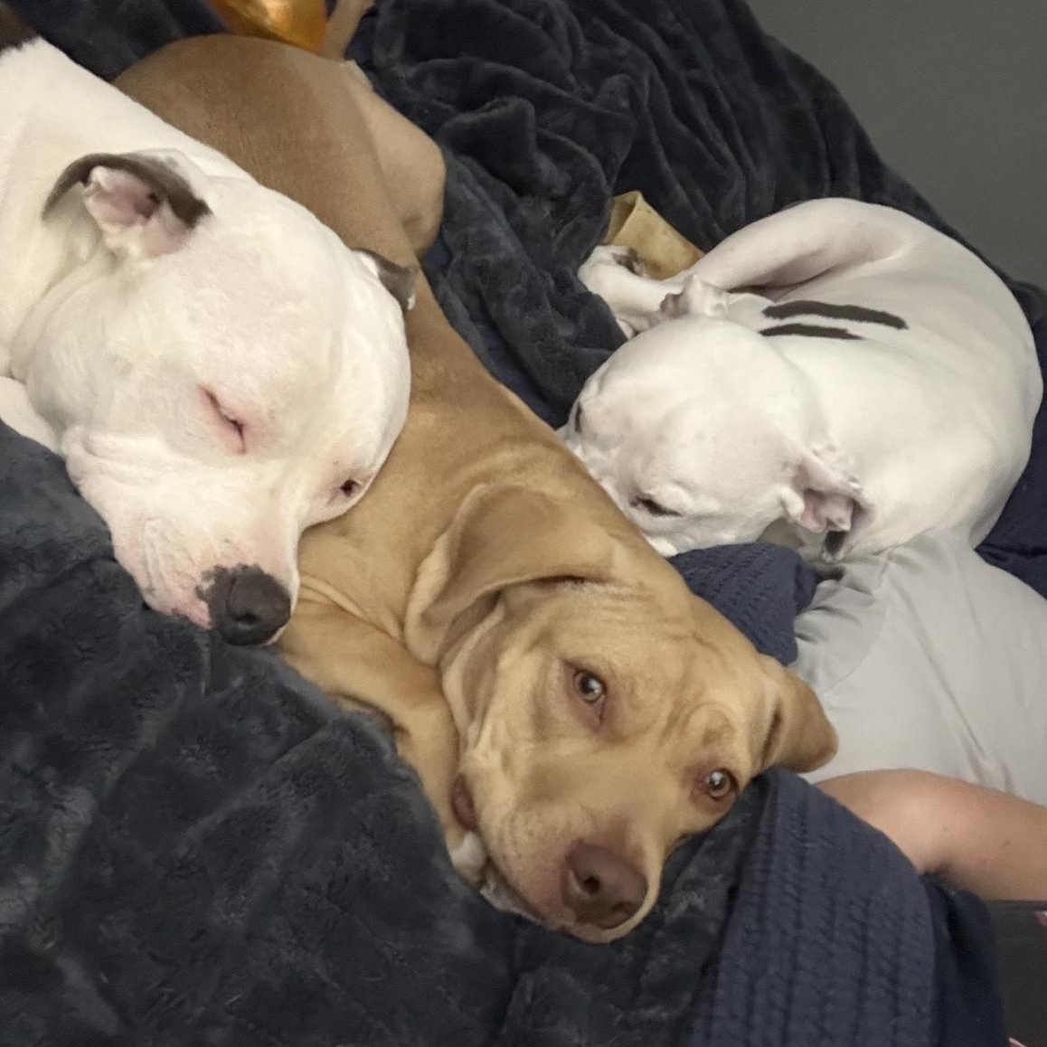 Enlarge Holly, a ADOPTABLE Pit Bull Terrier in Westchester, IL image 5/6