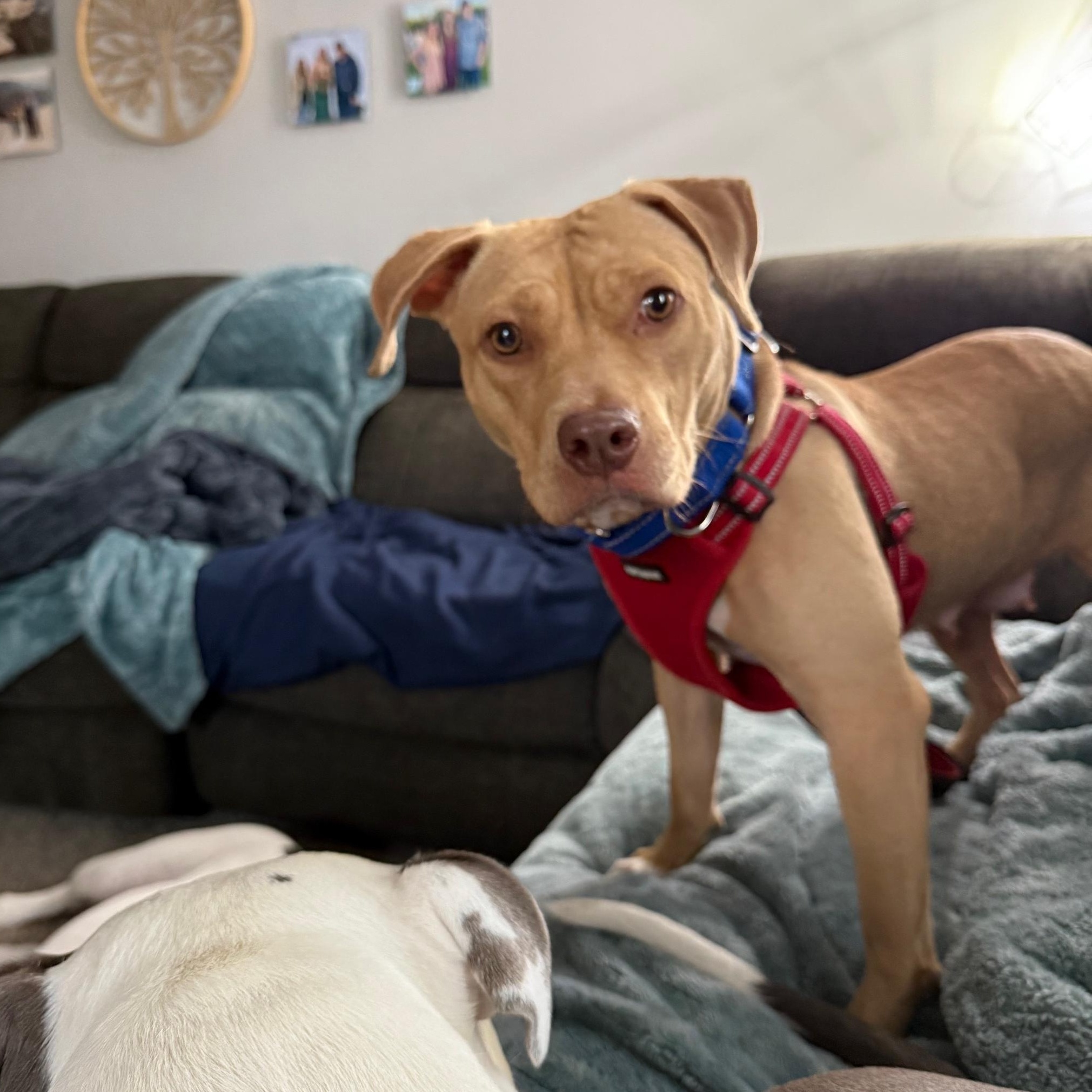Enlarge Holly, a ADOPTABLE Pit Bull Terrier in Peotone, IL image 2/4