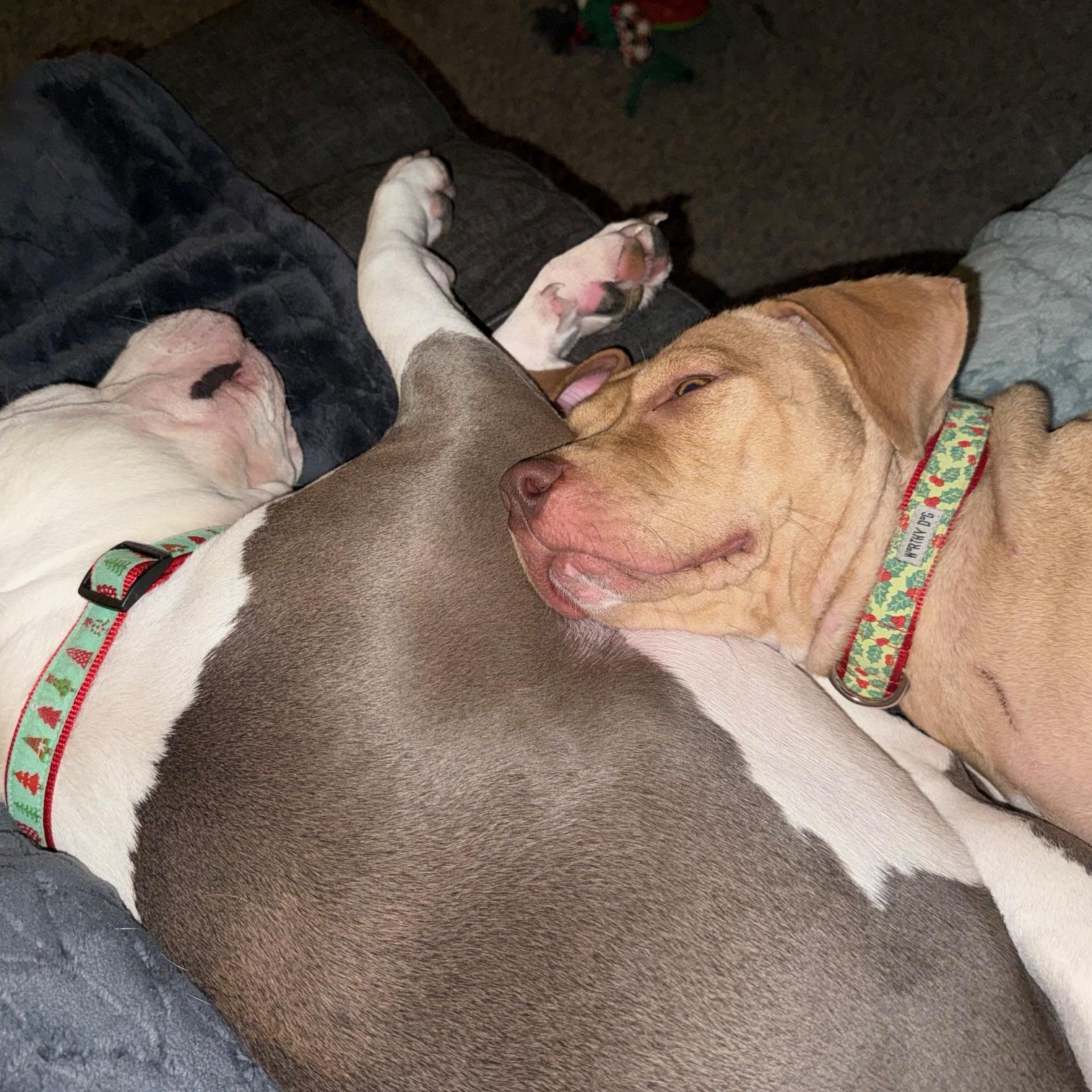 Enlarge Holly, a ADOPTABLE Pit Bull Terrier in Peotone, IL image 3/4