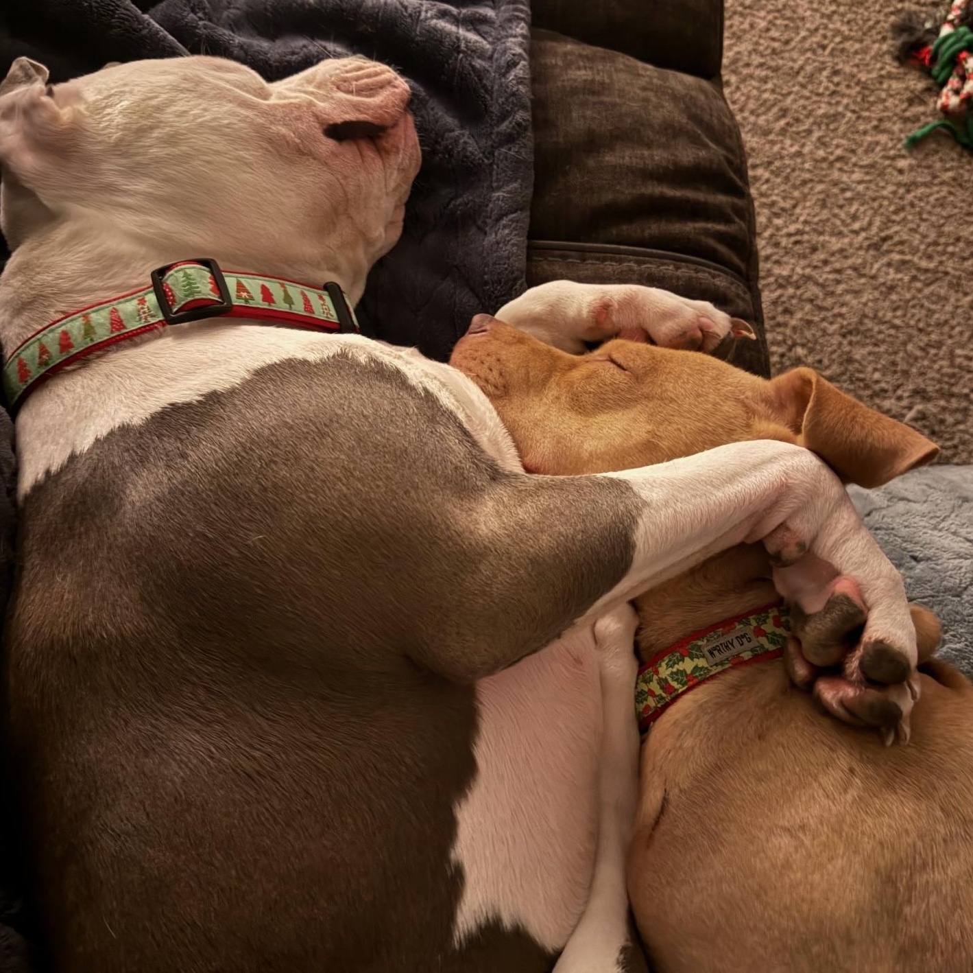 Enlarge Holly, a ADOPTABLE Pit Bull Terrier in Peotone, IL image 4/4