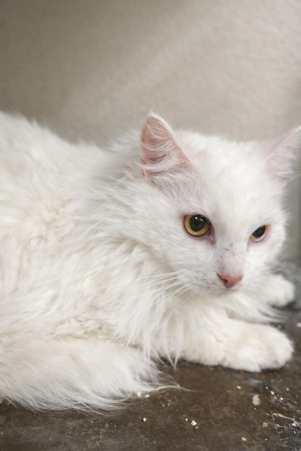 Enlarge Arthur, a ADOPTABLE Domestic Long Hair in Pocatello, ID image 1/1