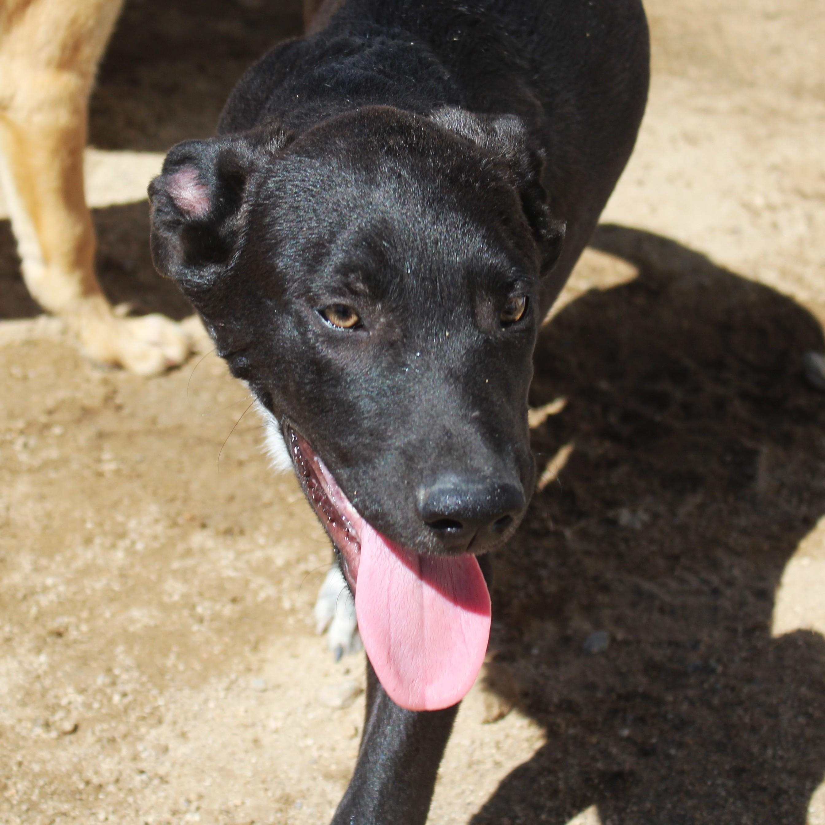 Sasquatch, Adoptable, Puppy Male Labrador Retriever.