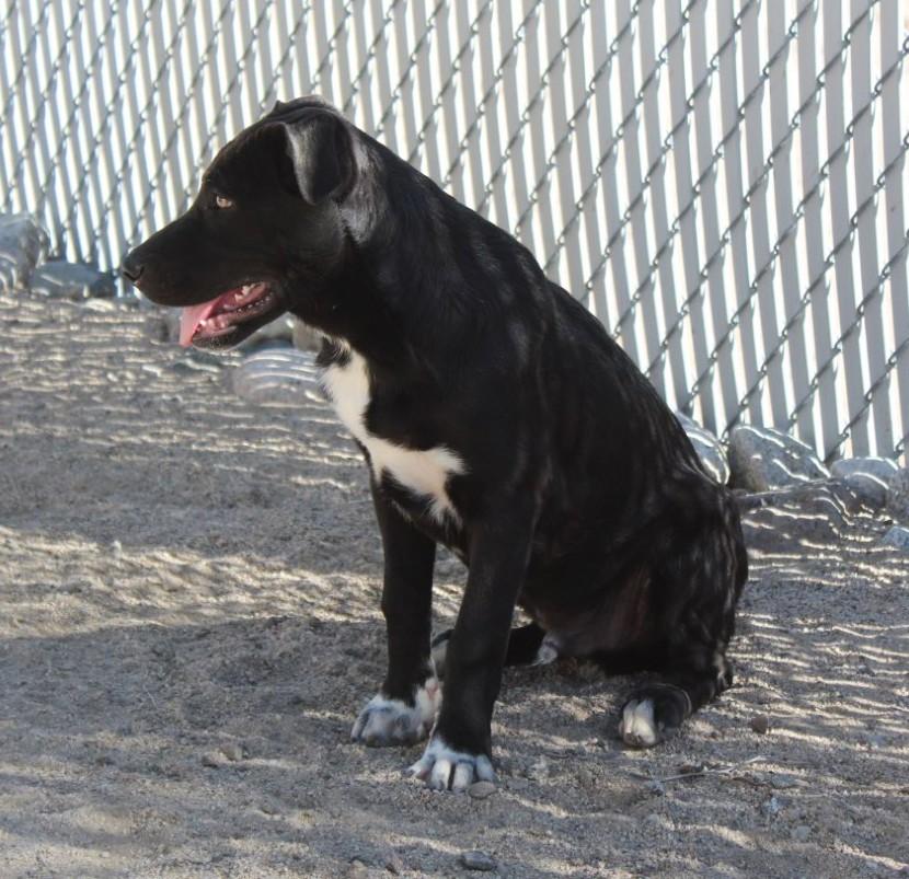 Enlarge Sasquatch, a Adoptable mixed breed in Yucca Valley, CA image 4/4