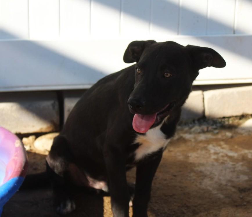 Enlarge Sasquatch, a Adoptable mixed breed in Yucca Valley, CA image 3/4