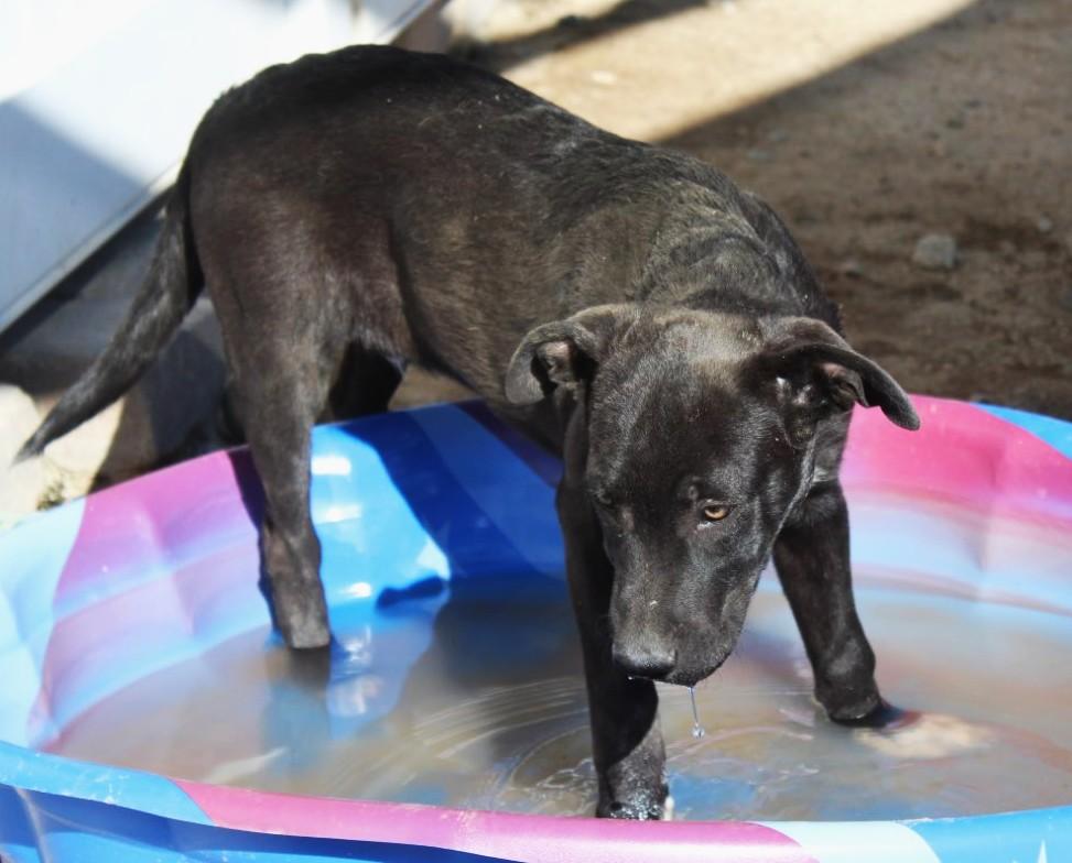 Enlarge Sasquatch, a Adoptable mixed breed in Yucca Valley, CA image 2/4