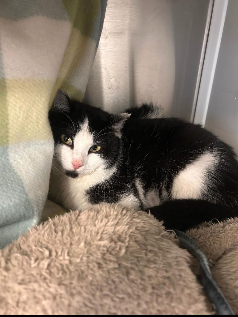 Catamaran, Adoptable, Young Female Domestic Short Hair.