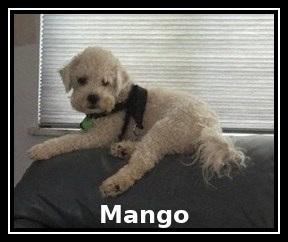 Pending!! Mango - IN