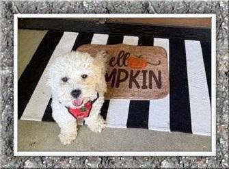 Pending!! Mango - IN