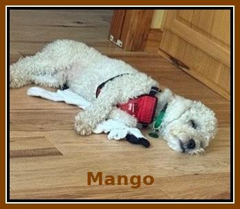 Pending!! Mango - IN