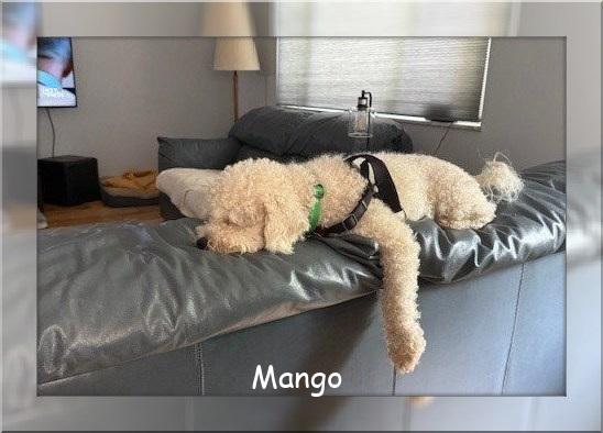 Pending!! Mango - IN