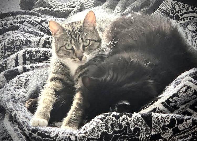 Scampi, Adopted, Kitten Female Domestic Short Hair.