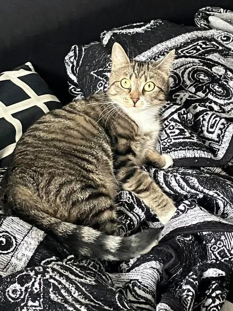 Scampi, a Adopted Domestic Short Hair in Montreal, QC image 2/2