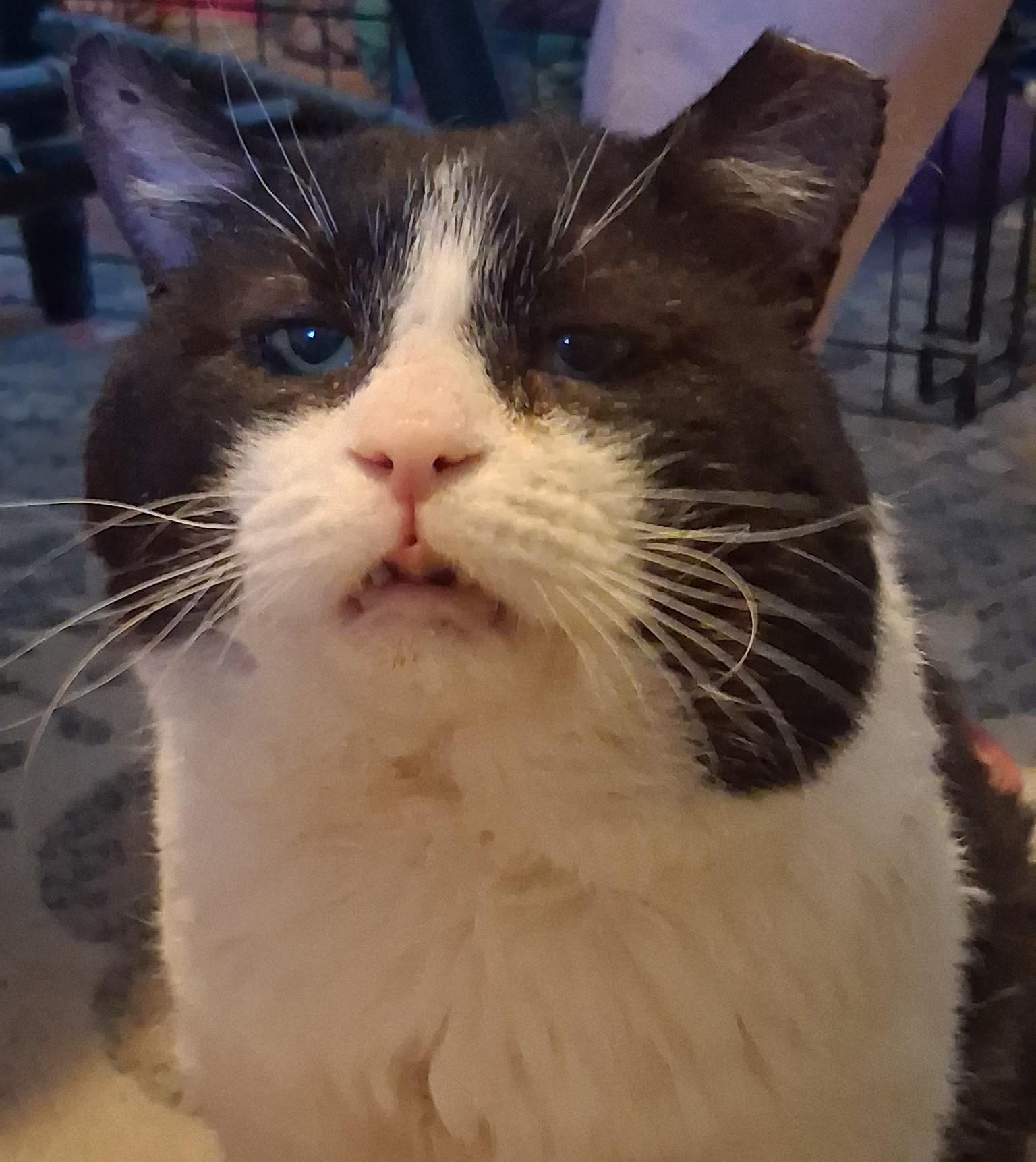 Buddha, ADOPTABLE, Adult Male Domestic Medium Hair.