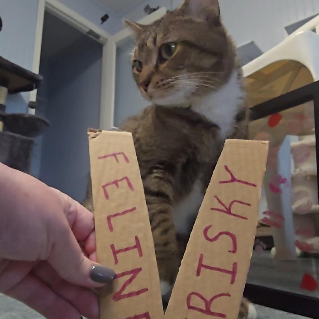 Titus, Adoptable, Adult Male Domestic Short Hair.