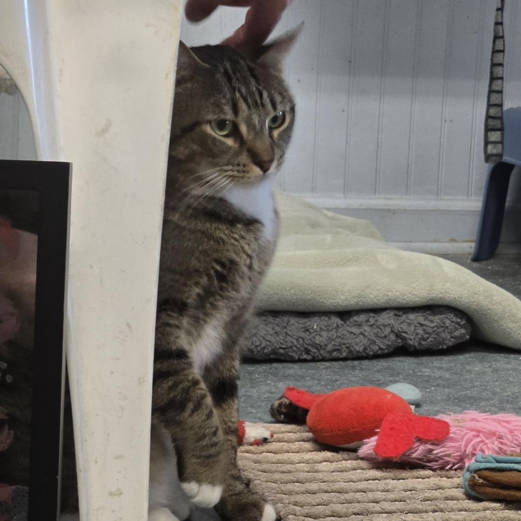 Enlarge Titus, a Adoptable Domestic Short Hair in North Augusta, SC image 2/3