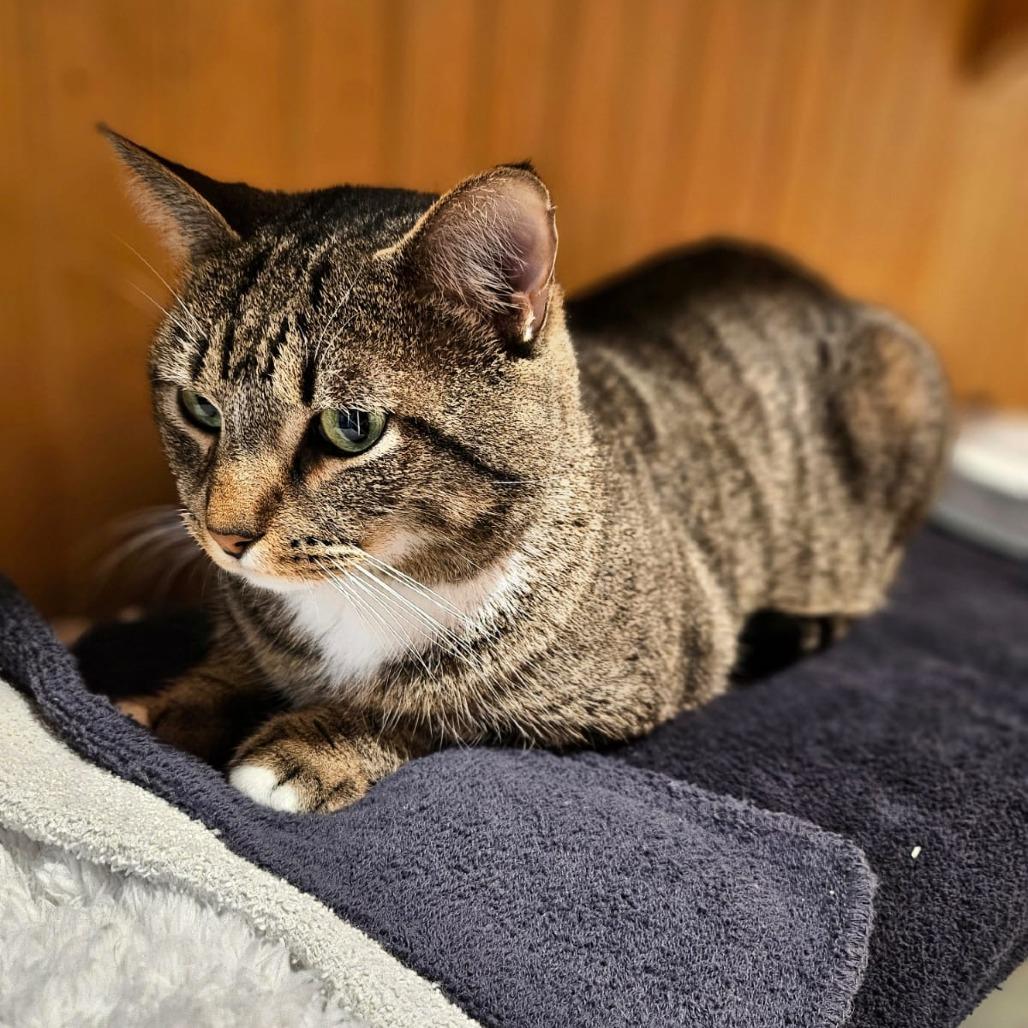 Enlarge Titus, a Adoptable Domestic Short Hair in North Augusta, SC image 3/3