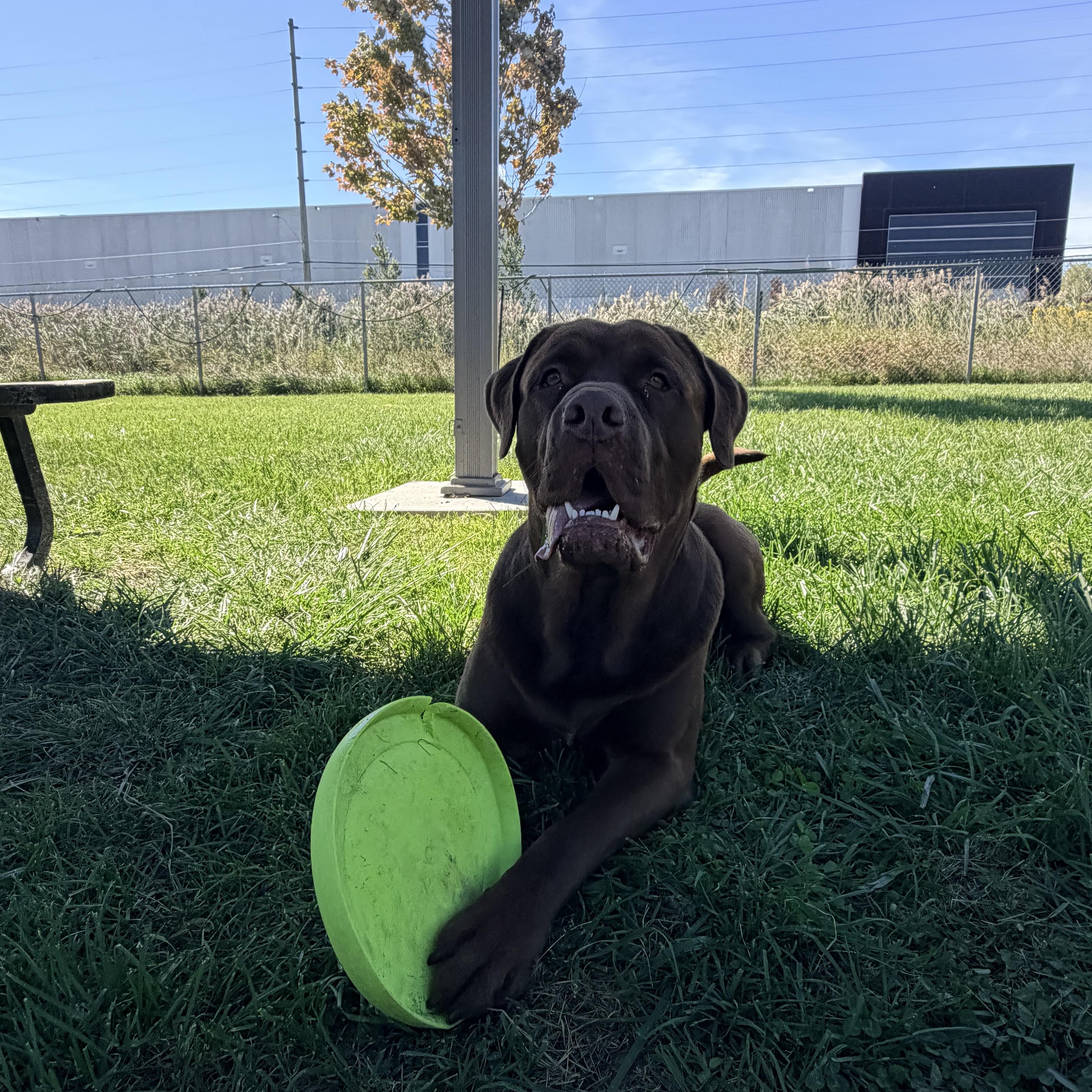 Enlarge Hank, a Adoptable mixed breed in Caledon, ON image 4/4