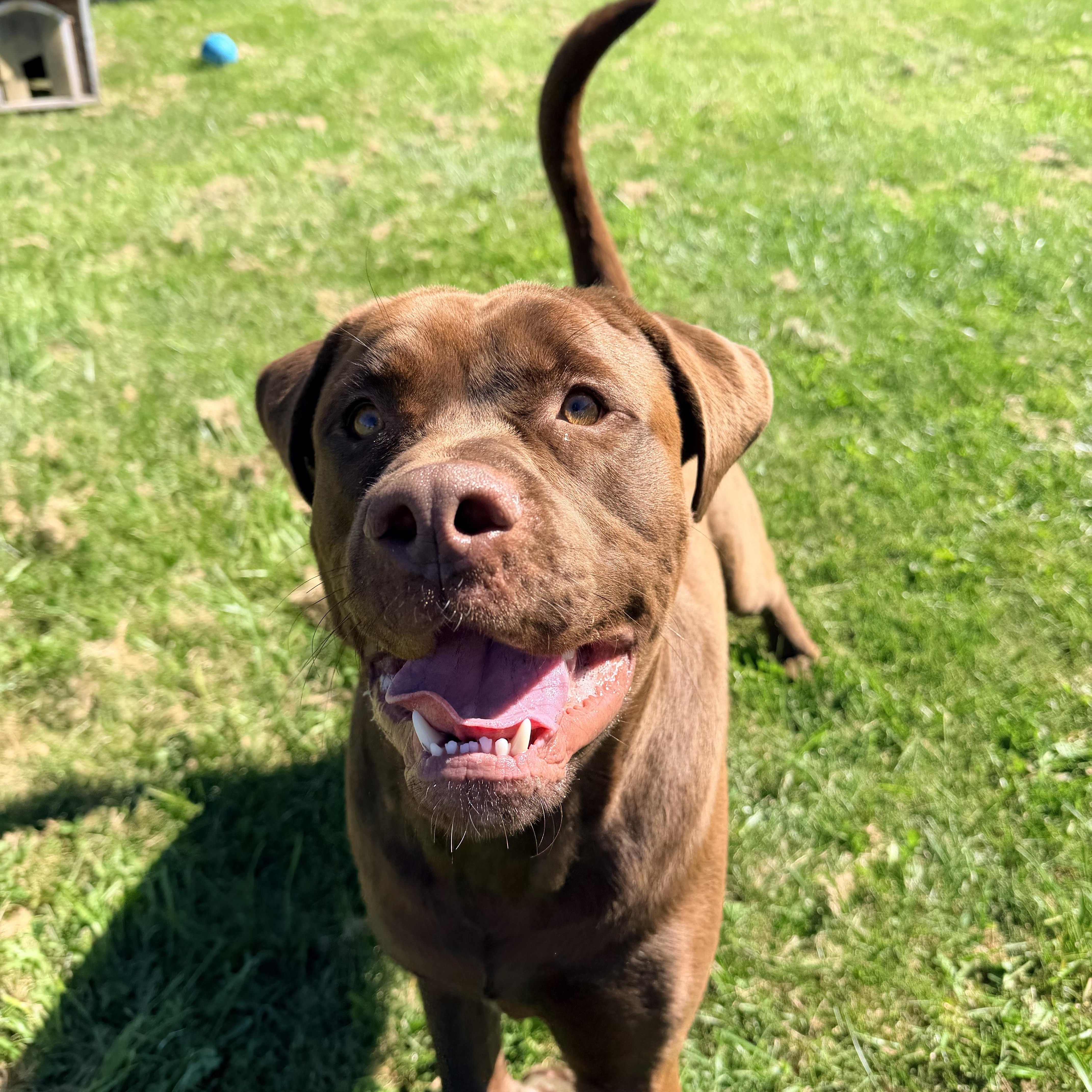 Enlarge Hank, a Adoptable mixed breed in Caledon, ON image 2/4